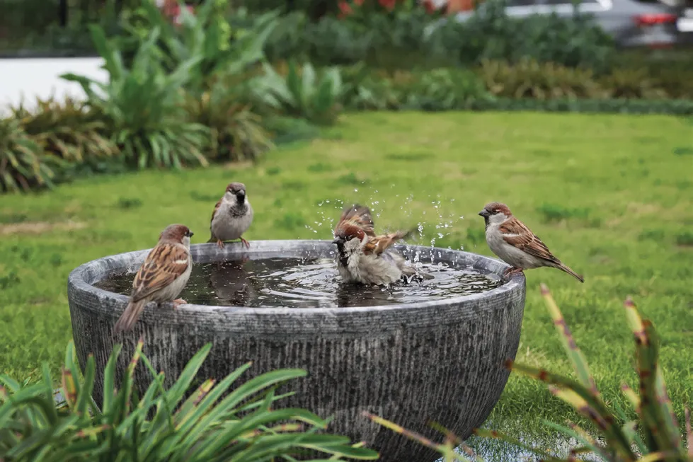 green space at the berries for birds by sanjeevini group